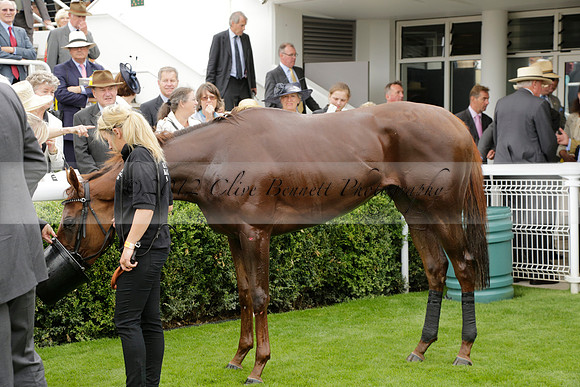 Race 6 Goodwood The British Stallion Studs Turf Club E.B.F. Fillies Stakes. 20130731. Race winner Ribbons owner Elite Racing Club