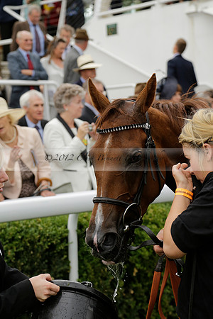 Race 6 Goodwood The British Stallion Studs Turf Club E.B.F. Fillies Stakes. 20130731. Race winner Ribbons owner Elite Racing Club