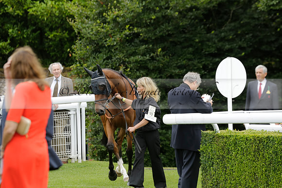 Race 6 Goodwood The British Stallion Studs Turf Club E.B.F. Fillies Stakes. 20130731. Race winner Ribbons owner Elite Racing Club