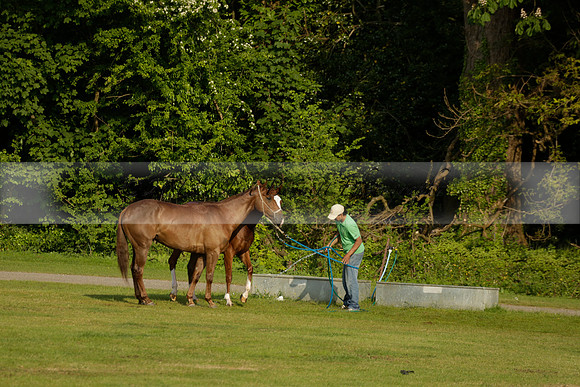 Shoreline v Cowdray Vikings in a Easebourne Cup Semi-final Polo match 2013.06.07