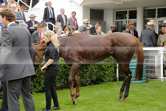Race 6 Goodwood The British Stallion Studs Turf Club E.B.F. Fillies Stakes. 20130731. Race winner Ribbons owner Elite Racing Club