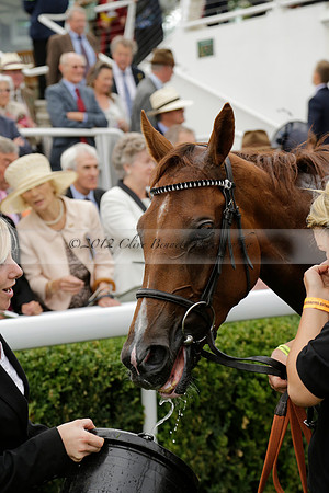 Race 6 Goodwood The British Stallion Studs Turf Club E.B.F. Fillies Stakes. 20130731. Race winner Ribbons owner Elite Racing Club