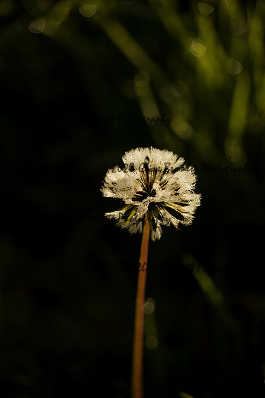 _CAB4007