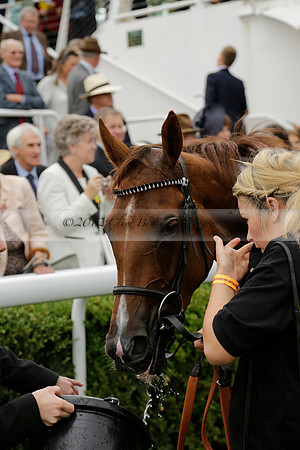 Race 6 Goodwood The British Stallion Studs Turf Club E.B.F. Fillies Stakes. 20130731. Race winner Ribbons owner Elite Racing Club