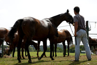 Lucchese v Enigma in a Veuve Clicquot Gold Cup Polo Match 2013.07.14
