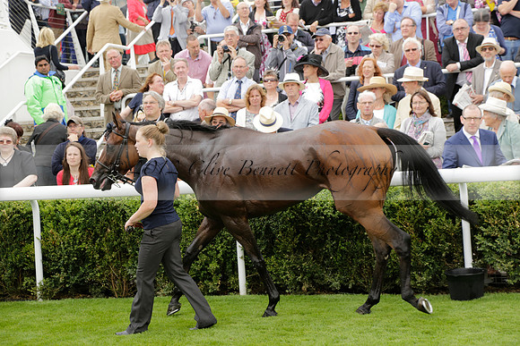 Race 6 Goodwood The British Stallion Studs Turf Club E.B.F. Fillies Stakes. 20130731. Race winner Ribbons owner Elite Racing Club
