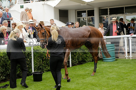 Race 6 Goodwood The British Stallion Studs Turf Club E.B.F. Fillies Stakes. 20130731. Race winner Ribbons owner Elite Racing Club