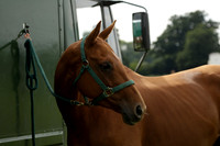 Beau Design v Boscom in an August Rother Cup 4 goal polo match at Cowdray Park Polo Club on Wednesday 07 August 2013