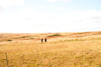 Gathering of the Tippbarlake Herd of Exmoor Ponies 2026.10.18