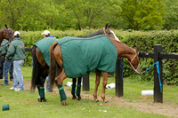 UAE Polo Team v Salkeld in a Queens Cup polo match 2013.05.23