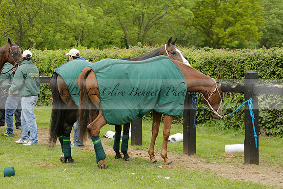 UAE Polo Team v Salkeld in a Queens Cup polo match 2013.05.23