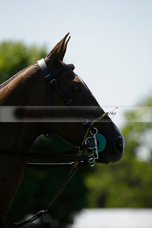 Black Bears v Salkeld in a Cartier Queens Cup polo match 2013.06.05