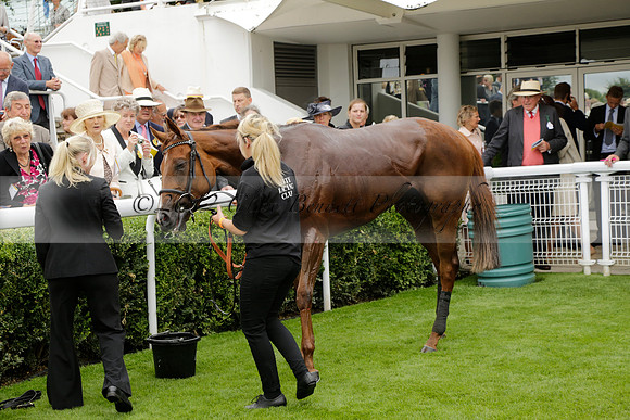 Race 6 Goodwood The British Stallion Studs Turf Club E.B.F. Fillies Stakes. 20130731. Race winner Ribbons owner Elite Racing Club