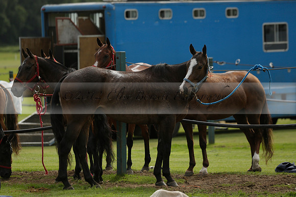 Madams Farm v Las Estrellas in the June 4 Goal Subsidiary Final Polo match 2013.06.16