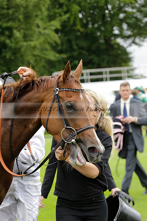 Race 6 Goodwood The British Stallion Studs Turf Club E.B.F. Fillies Stakes. 20130731. Race winner Ribbons owner Elite Racing Club