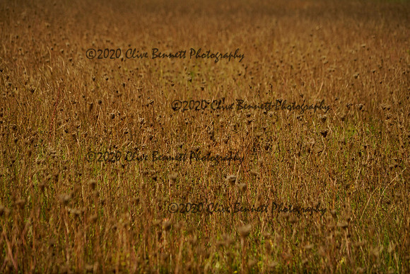 _CAB8500