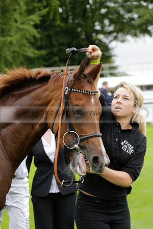 Race 6 Goodwood The British Stallion Studs Turf Club E.B.F. Fillies Stakes. 20130731. Race winner Ribbons owner Elite Racing Club