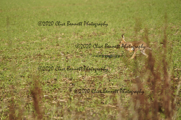 _CAB0765