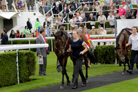 Race 6 Goodwood The British Stallion Studs Turf Club E.B.F. Fillies Stakes. 20130731. Race winner Ribbons owner Elite Racing Club