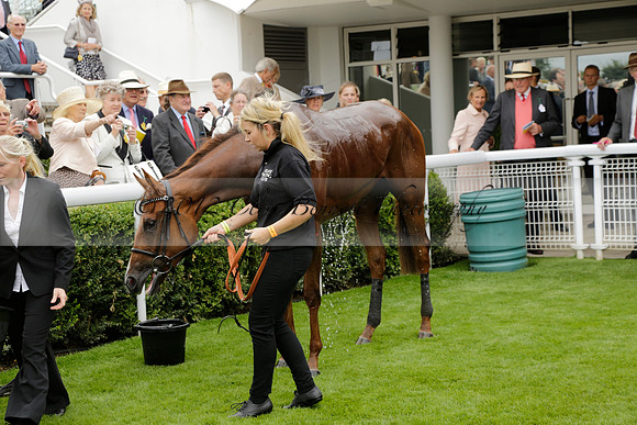 Race 6 Goodwood The British Stallion Studs Turf Club E.B.F. Fillies Stakes. 20130731. Race winner Ribbons owner Elite Racing Club