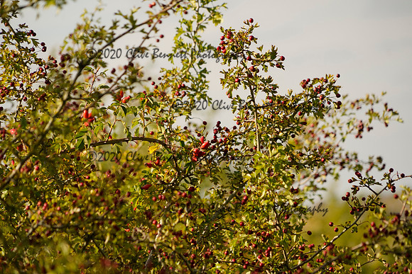 _CAB8416