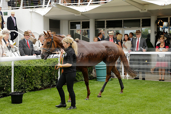 Race 6 Goodwood The British Stallion Studs Turf Club E.B.F. Fillies Stakes. 20130731. Race winner Ribbons owner Elite Racing Club
