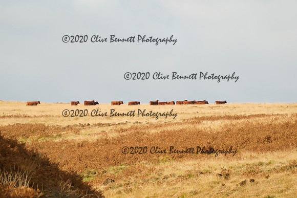 _CAB4187