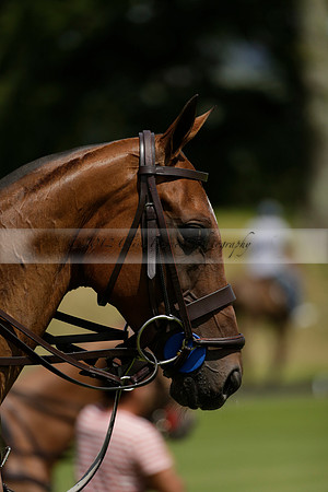UAE Polo v El Remanso in a Veuve Clicquot Gold Cup Polo Match 2013.07.05