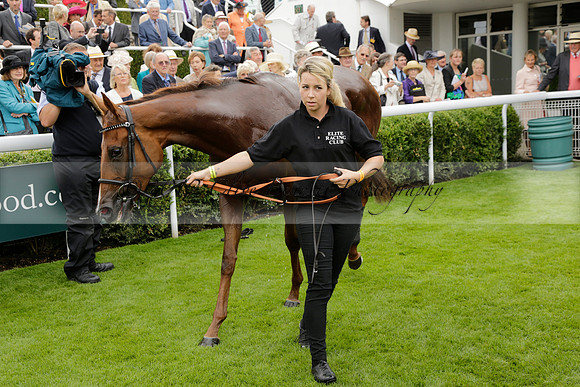 Race 6 Goodwood The British Stallion Studs Turf Club E.B.F. Fillies Stakes. 20130731. Race winner Ribbons owner Elite Racing Club