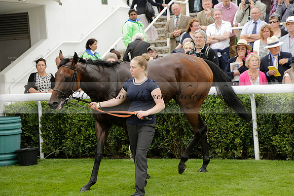 Race 6 Goodwood The British Stallion Studs Turf Club E.B.F. Fillies Stakes. 20130731. Race winner Ribbons owner Elite Racing Club
