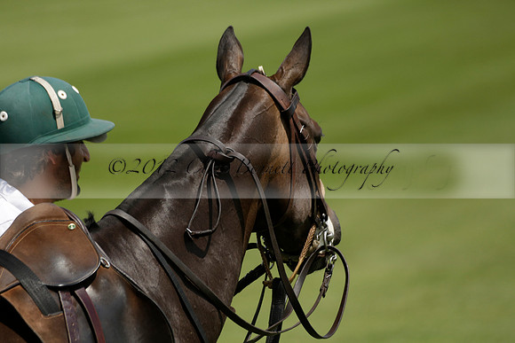 UAE Polo v El Remanso in a Veuve Clicquot Gold Cup Polo Match 2013.07.05