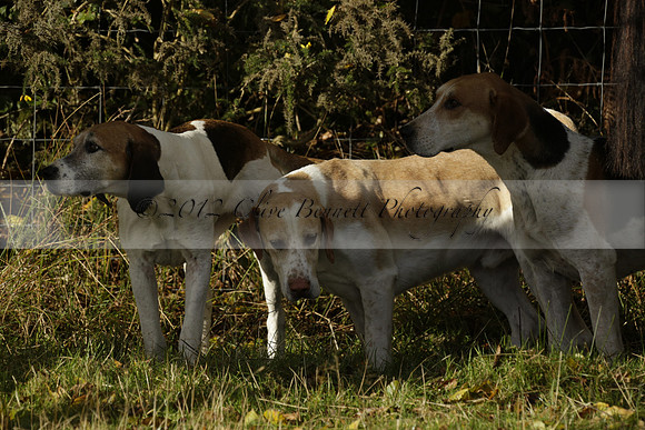 Devon & Somerset StagHounds meet at Five Cross Ways on Thursday 17 October 2013. 2013.10.17 www.polopictures.co.uk