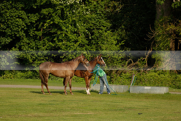 Shoreline v Cowdray Vikings in a Easebourne Cup Semi-final Polo match 2013.06.07