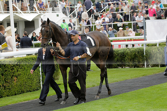 Race 6 Goodwood The British Stallion Studs Turf Club E.B.F. Fillies Stakes. 20130731. Race winner Ribbons owner Elite Racing Club