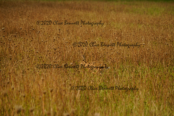 _CAB8496