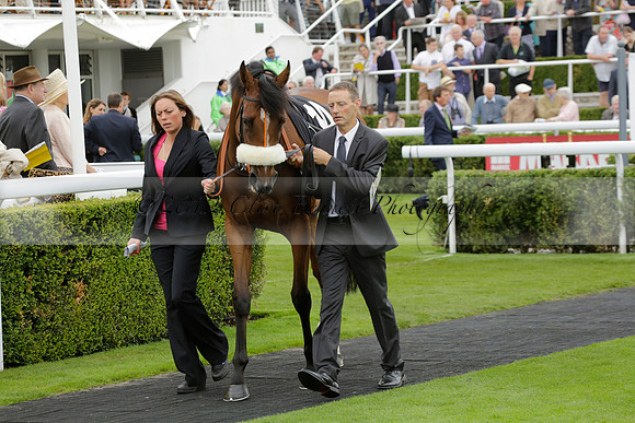 Race 6 Goodwood The British Stallion Studs Turf Club E.B.F. Fillies Stakes. 20130731. Race winner Ribbons owner Elite Racing Club
