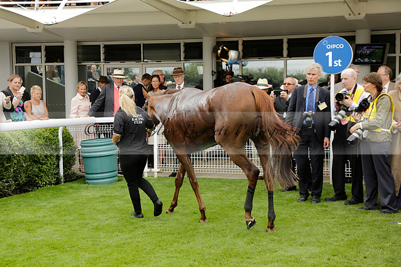 Race 6 Goodwood The British Stallion Studs Turf Club E.B.F. Fillies Stakes. 20130731. Race winner Ribbons owner Elite Racing Club