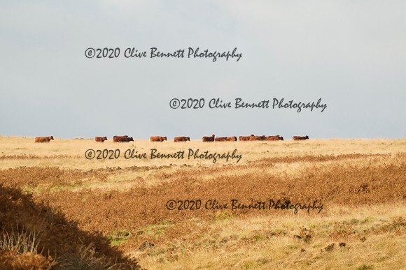 _CAB4188