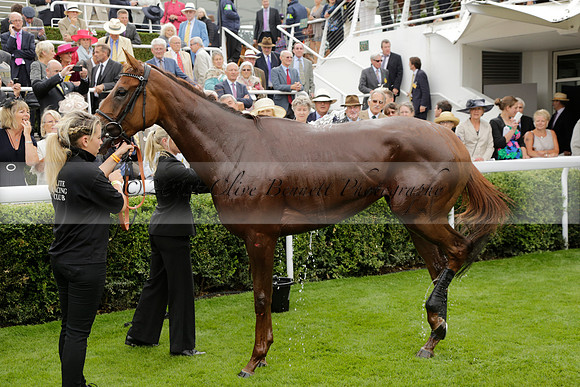 Race 6 Goodwood The British Stallion Studs Turf Club E.B.F. Fillies Stakes. 20130731. Race winner Ribbons owner Elite Racing Club