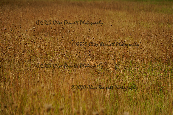 _CAB8497