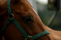 Beau Design v Boscom in an August Rother Cup 4 goal polo match at Cowdray Park Polo Club on Wednesday 07 August 2013
