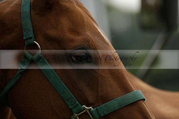 Beau Design v Boscom in an August Rother Cup 4 goal polo match at Cowdray Park Polo Club on Wednesday 07 August 2013