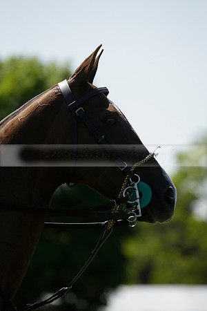 Black Bears v Salkeld in a Cartier Queens Cup polo match 2013.06.05