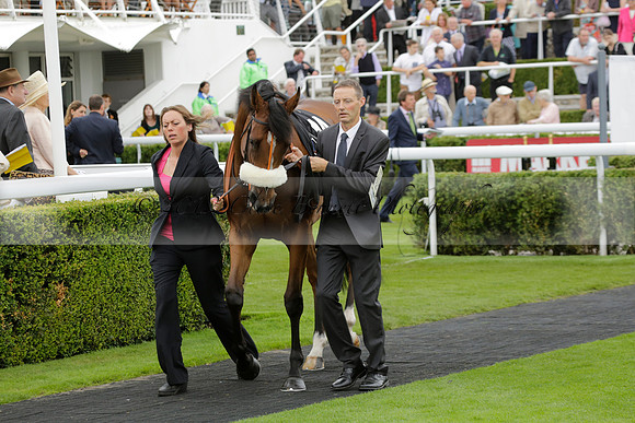 Race 6 Goodwood The British Stallion Studs Turf Club E.B.F. Fillies Stakes. 20130731. Race winner Ribbons owner Elite Racing Club