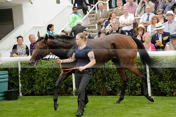 Race 6 Goodwood The British Stallion Studs Turf Club E.B.F. Fillies Stakes. 20130731. Race winner Ribbons owner Elite Racing Club