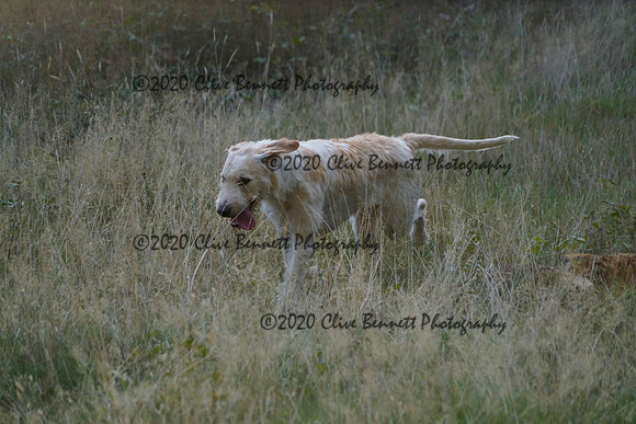 _CAB7954