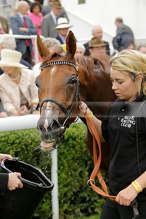 Race 6 Goodwood The British Stallion Studs Turf Club E.B.F. Fillies Stakes. 20130731. Race winner Ribbons owner Elite Racing Club