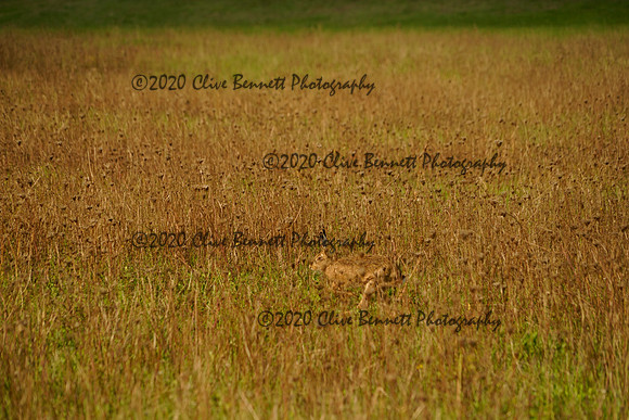 _CAB8492