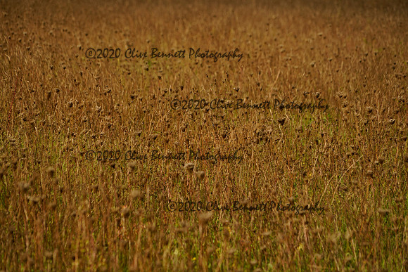 _CAB8499