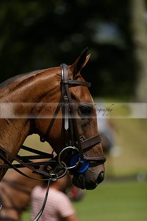 UAE Polo v El Remanso in a Veuve Clicquot Gold Cup Polo Match 2013.07.05